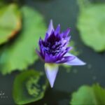 赏金女王与法律:她如何在灰色地带生存 ne51n7e6if