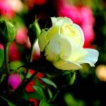 赏金女王试玩:提升游戏体验的必备小技巧 rhnd2qt5ct