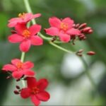 赏金女王app下载:如何轻松赚取额外收入 ua0476s